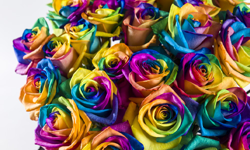 Gekleurde rozen