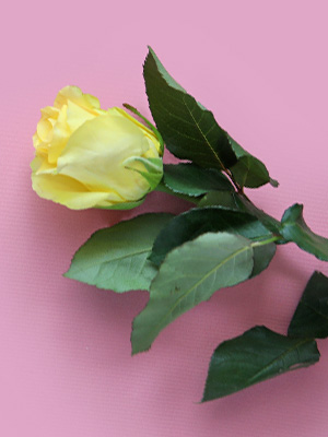Gele roos