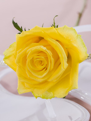 Gele rozen bestellen Gele rozen bestellen