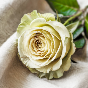 Groene rozen kopen