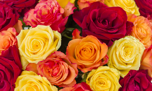 Rozen voor Herfst Blog: Herfst