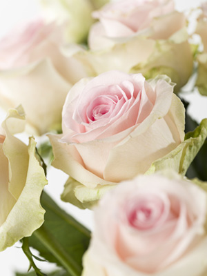 Zachtroze rozen Zachtroze rozen bestellen