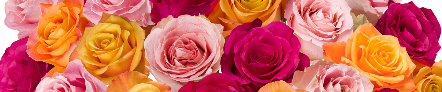 Kleurrijk boeket Kleurrijk boeket