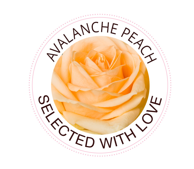 Avalanche Peach roos