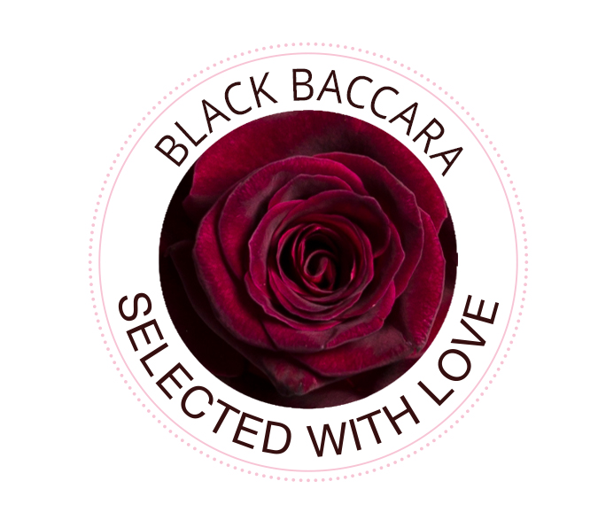 Black Baccara roos