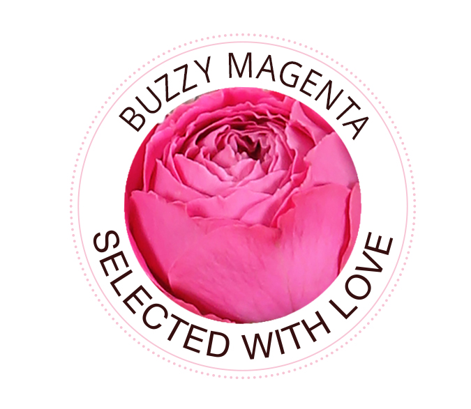 Buzzy Magenta roos
