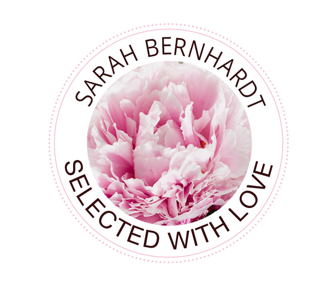 Sarah Bernhardt pioenroos