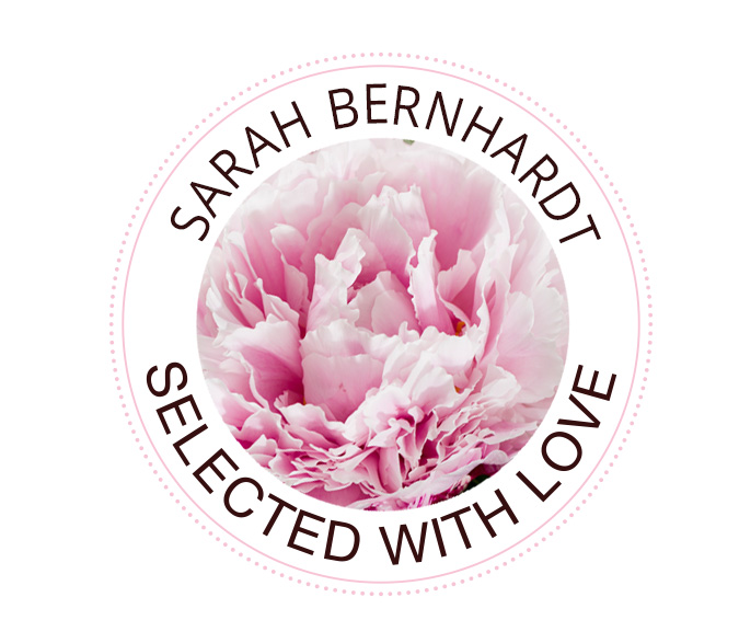 Sarah Bernhardt pioenroos