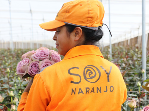 Onze kweker: Naranjo Roses