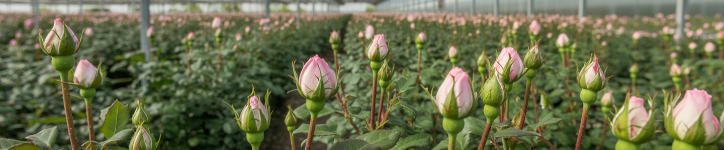 Rozen uit Kenia Rozen uit Kenia