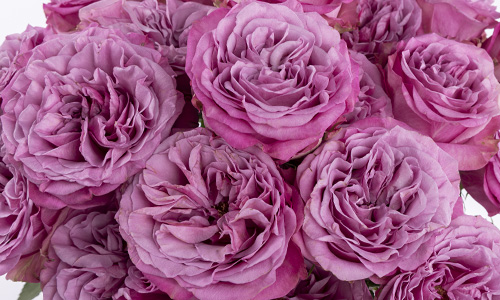 Rozen uit Ecuador
