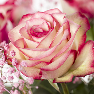 Wit-roze rozen - Paloma