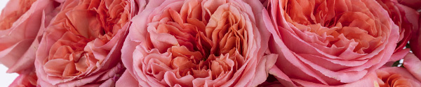 Pink X-Pression roos