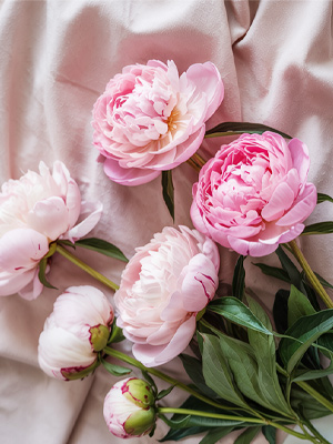 Van knop tot bloei: Pioenrozen Van knop tot bloei: Pioenrozen