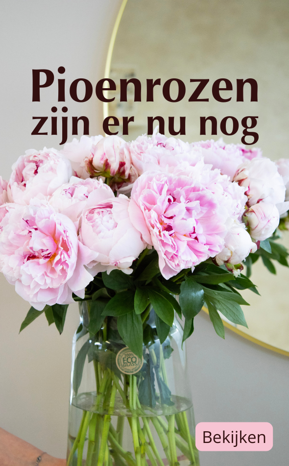 Pioenrozen kopen