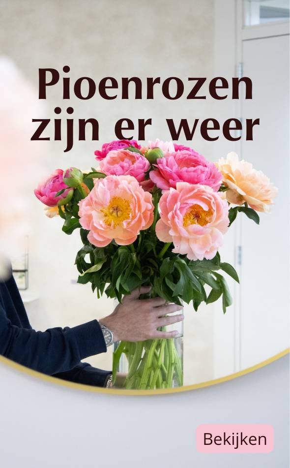 Pioenrozen kopen