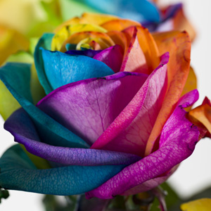 Regenboog roos bestellen Regenboog roos bestellen