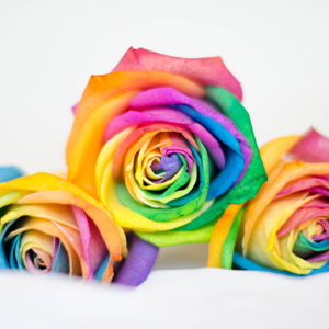 Regenboog rozen kopen