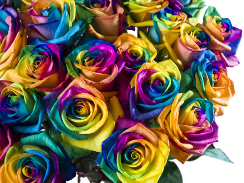 Regenboog rozen bestellen