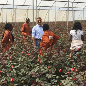 Rift Valley Roses