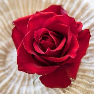 Rode rozen bestellen