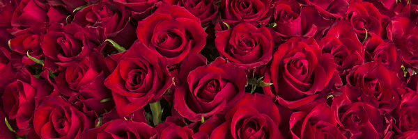 Rode rozen bestellen