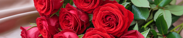 Rode rozen kopen Rode rozen kopen