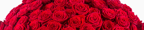 Rode rozen kies je aantal - 10 t/m 99
