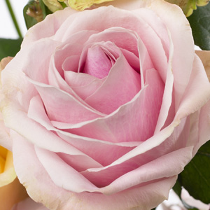 Roze Avalanche Sweet rozen