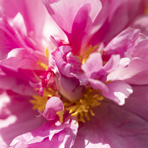 Roze pioenrozen - Dr. Fleming