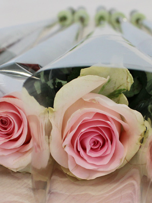 Roze rozen per stuk verpakt Roze rozen per stuk verpakt