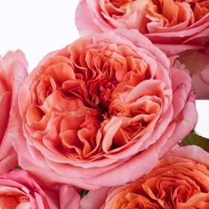 Roze rozen - Pink X-Pression