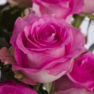 Roze rozen - Revival