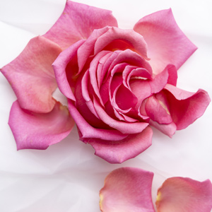 Rozenblaadjes strooien Rozenblaadjes strooien