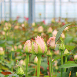 Berg Roses duurzaamheid Berg Roses duurzaamheid