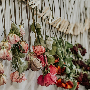 Blog: Rozen drogen