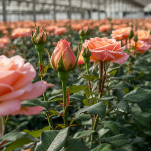 Duurzaamheid Naranjo Roses