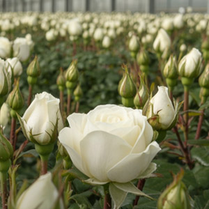 Duurzaamheid Ol Njorowa