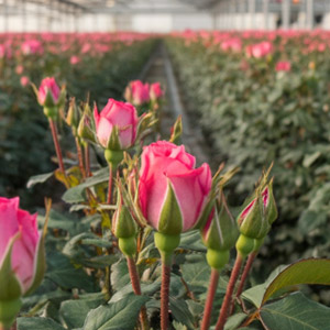 Duurzaamheid Timaflor Duurzaamheid Timaflor