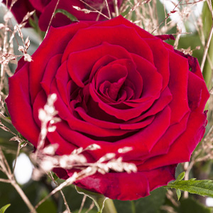 Rozen voor Kerst Rozen voor Kerst