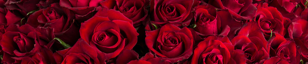 Kies je aantal rode rozen - EverRed