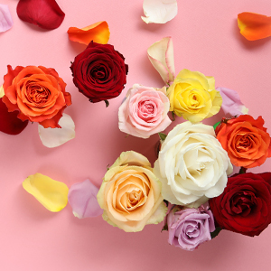Blog: Betekenis van kleuren rozen