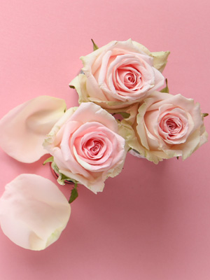 Rozen voor Secretaressendag