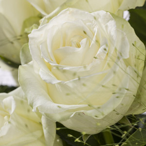 Snowstorm rozen Snowstorm rozen