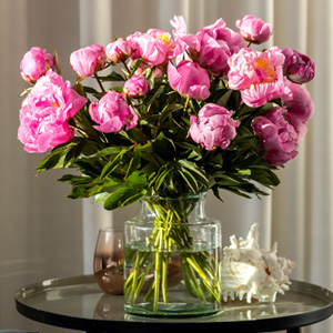 Roze pioenrozen - Dr. Fleming Roze pioenrozen - Dr. Fleming