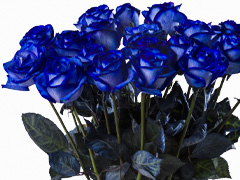 Blauwe rozen