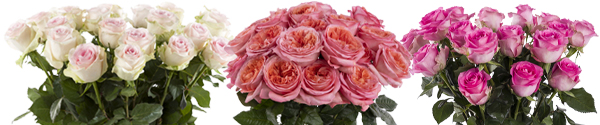 20 roze rozen bestellen