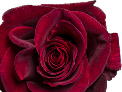 De Black Baccara roos