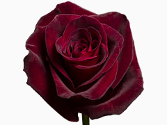 Black Baccara roos