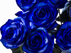 Blauwe <a class=